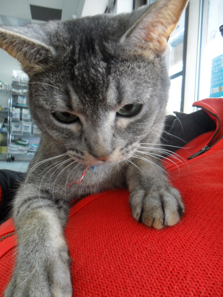 J’ai rencontré un chat à trois pattes …