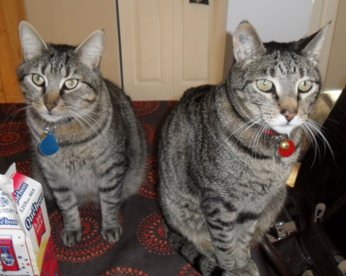 Petit clin d&rsquo;oeil à nos chats&nbsp;…