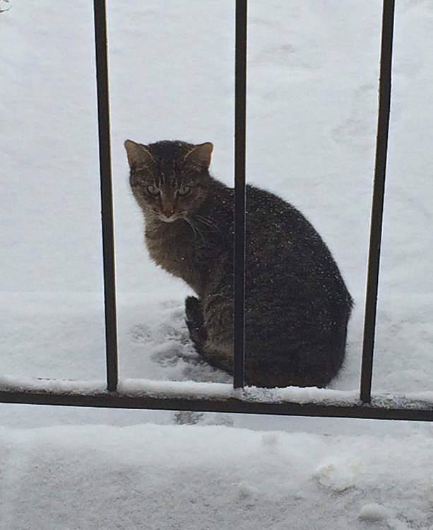 Chat dans la neige