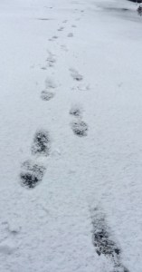 traces dans la neige